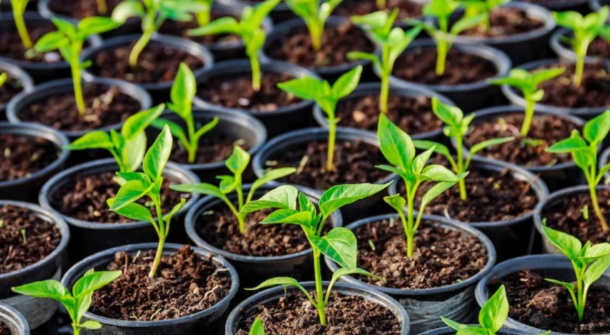 посев перца в феврале