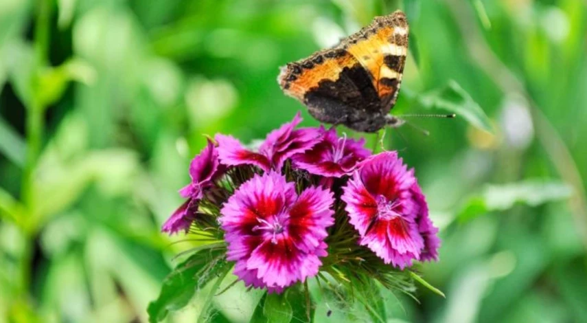 посев семян в феврале 2025