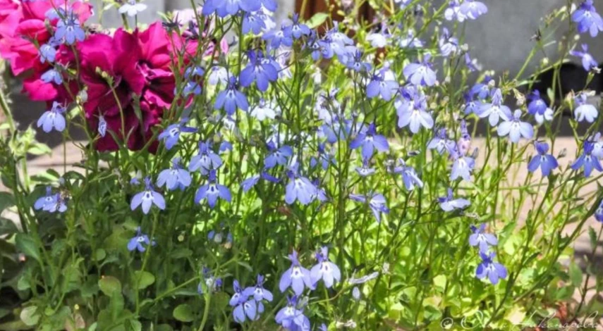 посев цветов в феврале