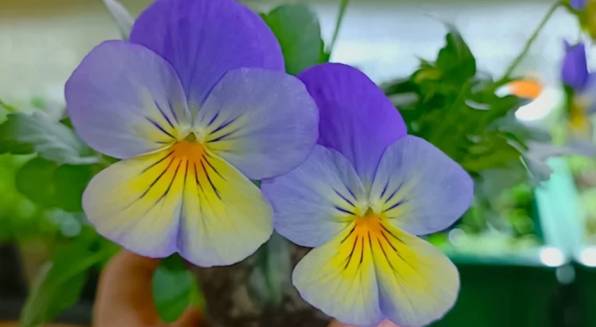 какие цветы посеять в феврале