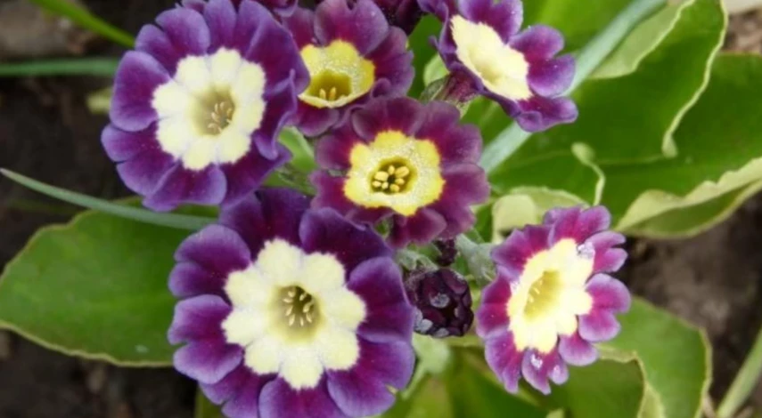 какие цветы можно посеять в феврале