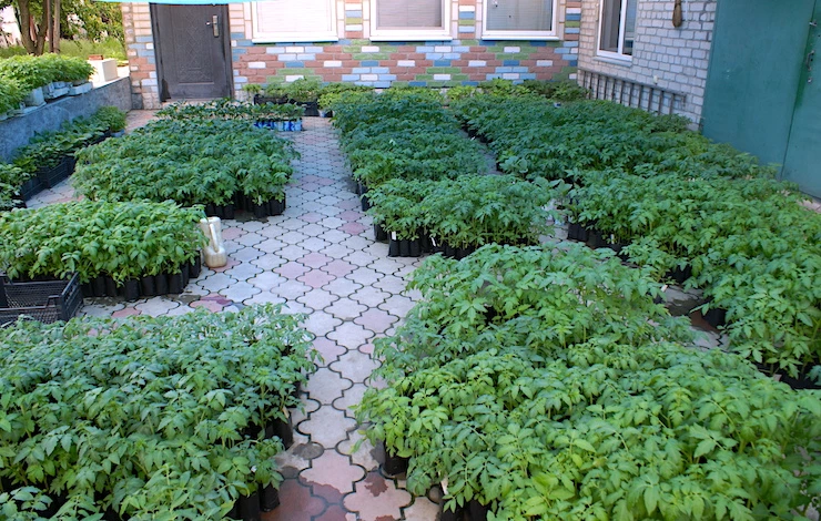 когда сеять томаты на рассаду