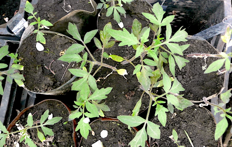 когда сеять томаты в 2025 на рассаду