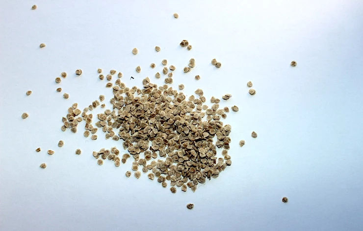 когда сеять томаты в 2025 году