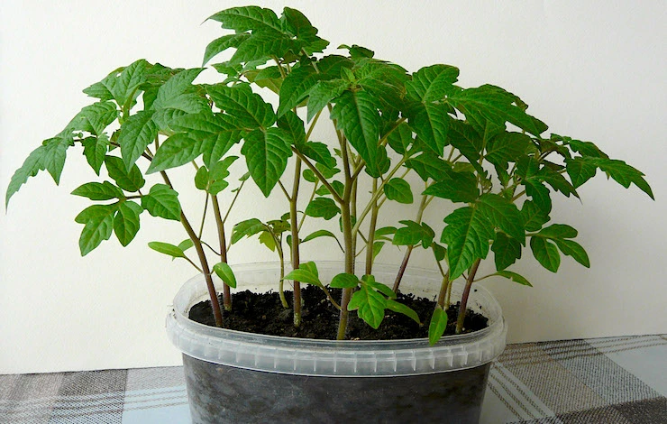 когда садить томаты