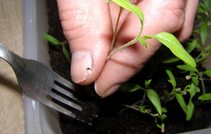 когда сажать семена томатов