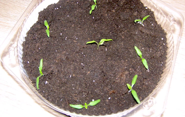 когда садить томаты на рассаду