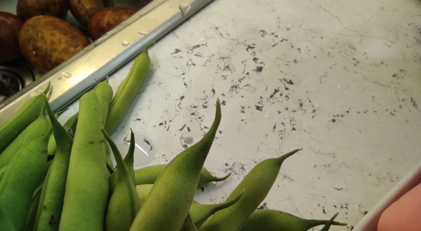 паутинный клещ