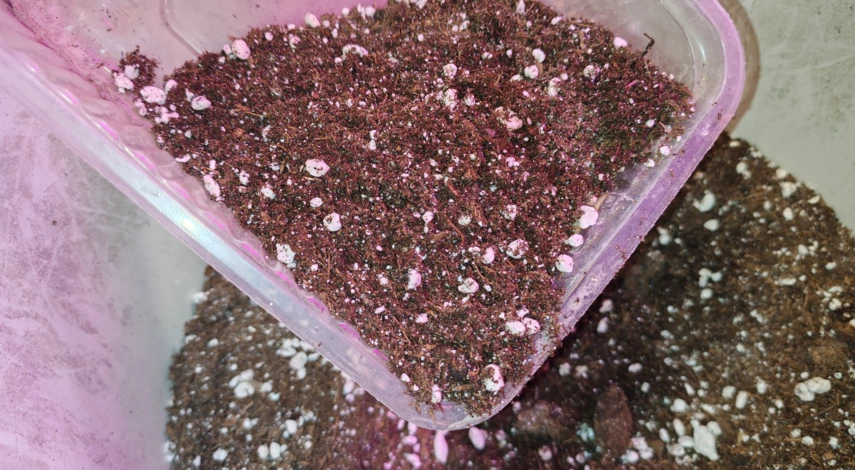 мята в домашних условиях на подоконнике