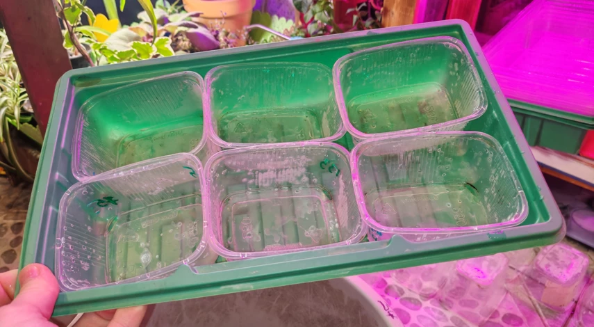 мята в горшке на подоконнике