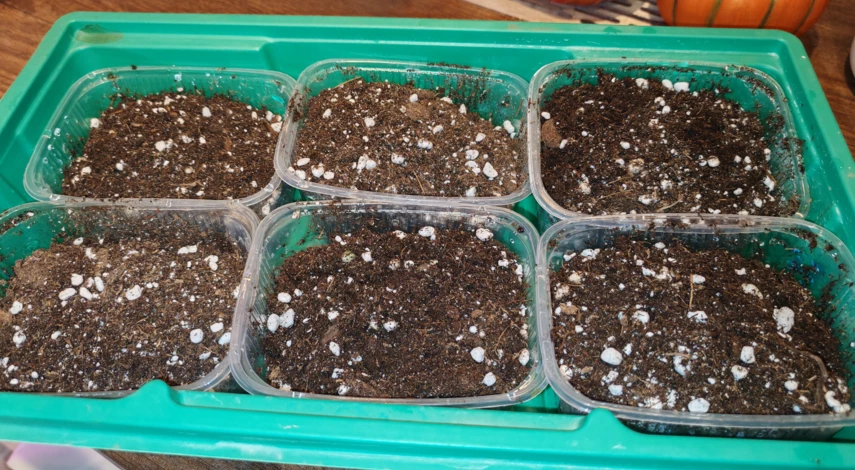 вырастить мяту в домашних условиях на подоконнике