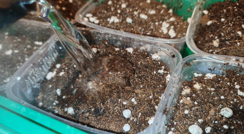 мята на подоконнике выращивание