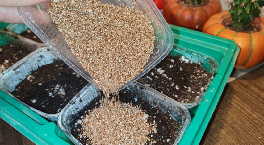 мята на подоконнике семена