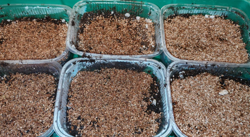 мята можно выращивать на подоконнике