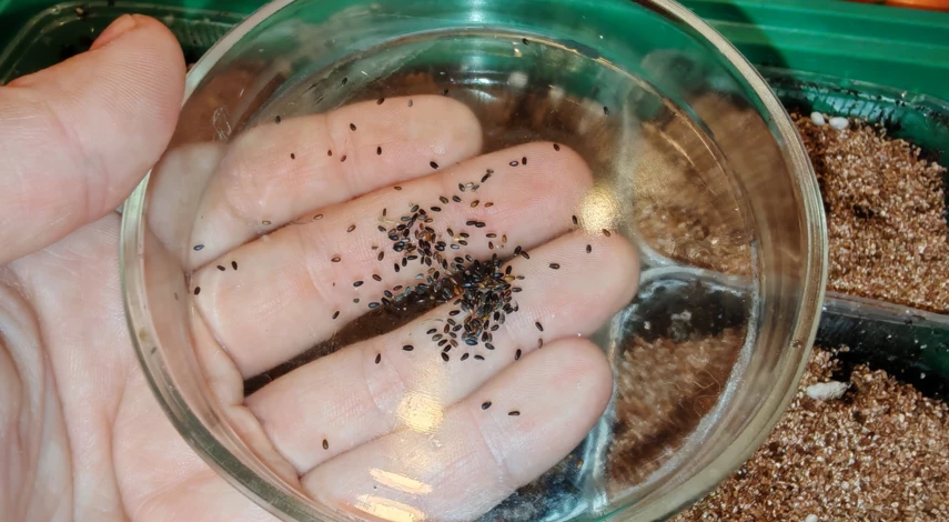 мята дома на подоконнике