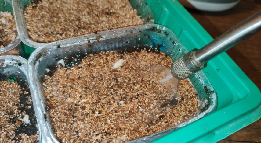 посадить мяту на подоконнике