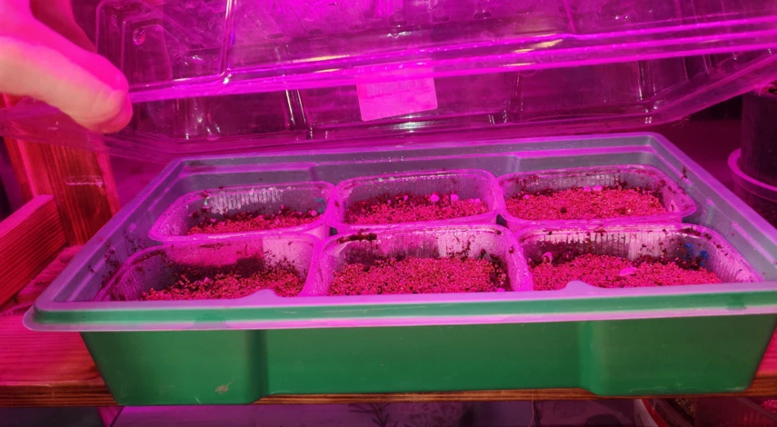 мята в горшке на подоконнике как выращивать