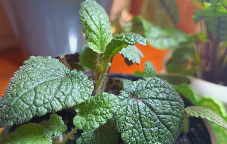 мята дома в горшке на подоконнике