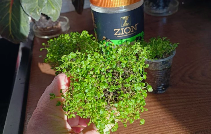 мята на подоконнике зимой