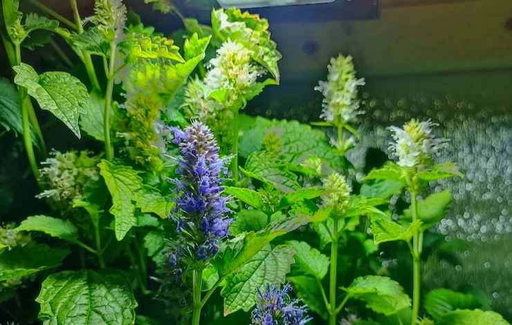 как вырастить мяту на подоконнике из семян