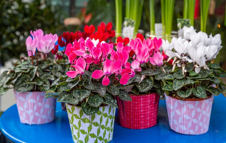 цикламен желтеют листья