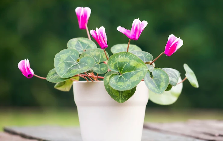 почему желтеет цикламен