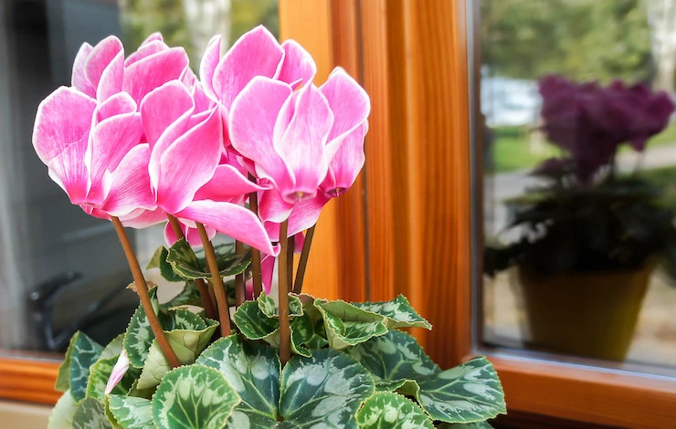 цикламен желтеют что делать