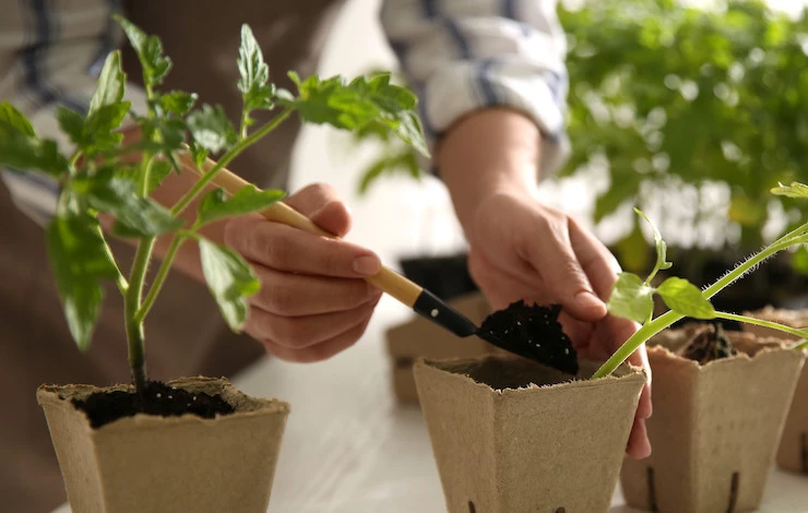 можно пикировать помидоры