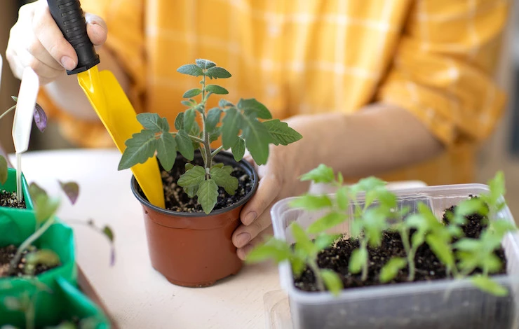 когда пикировать помидоры