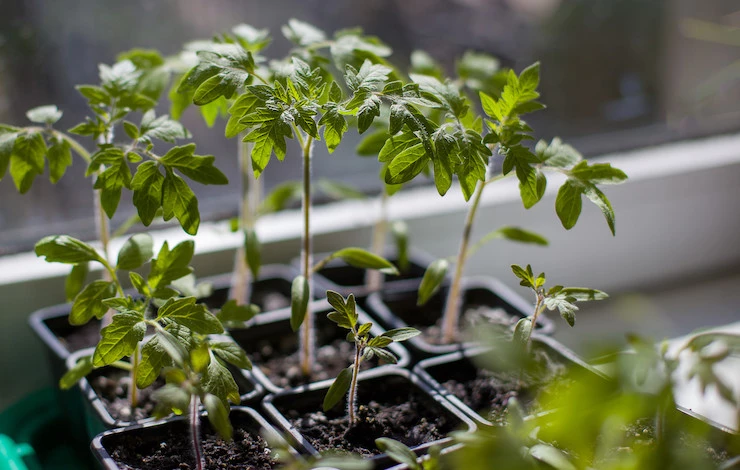 пикировка рассады томатов