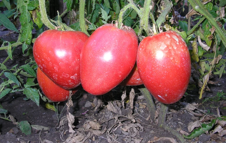 сорта томатов