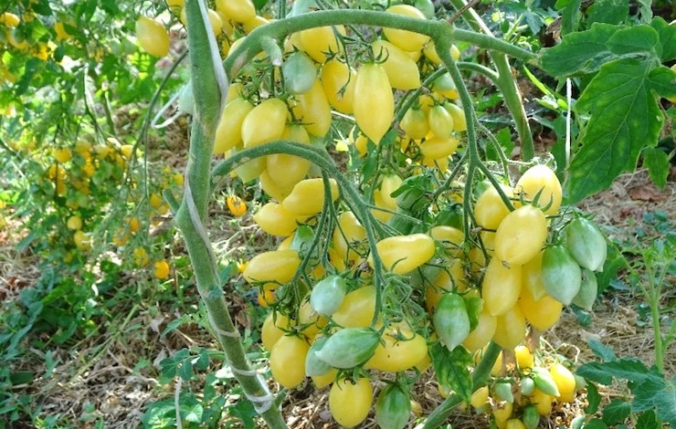 лучшие сорта томатов