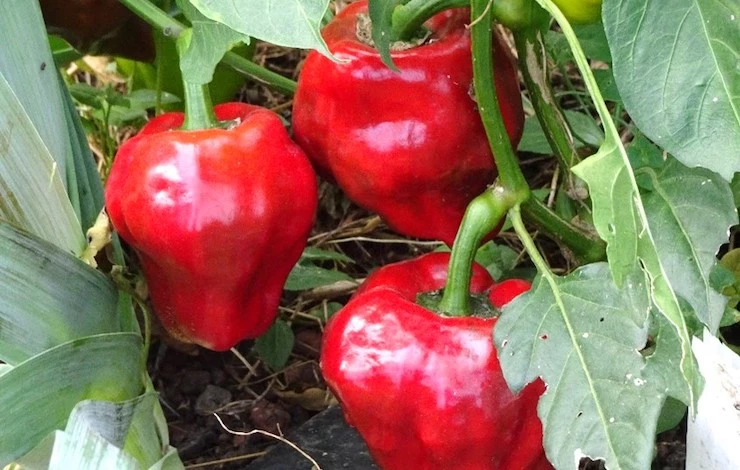 сорта перцев