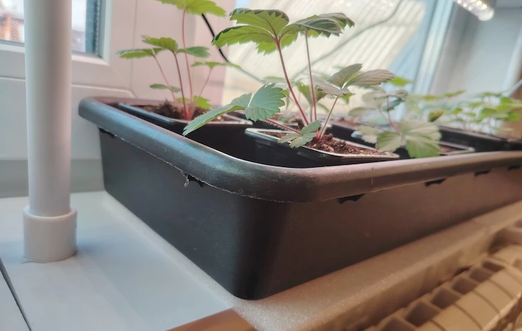 рассада проблемы