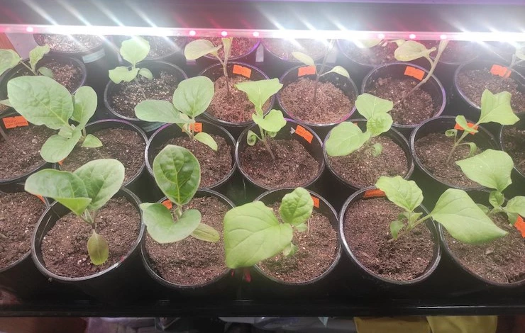 рассада заболела