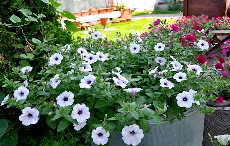 посев петунии 2025