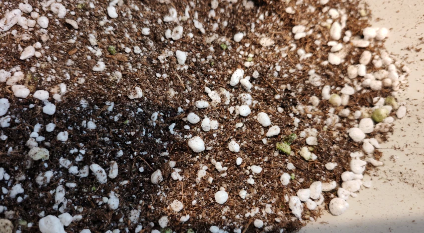 сроки посева петунии