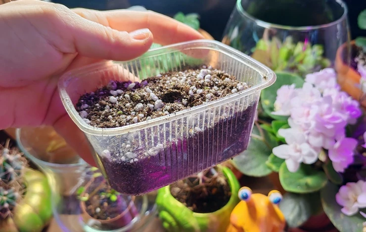 посев петунии в домашних