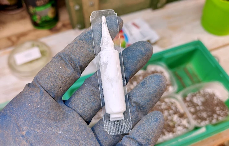 посев петунии на рассаду в домашних