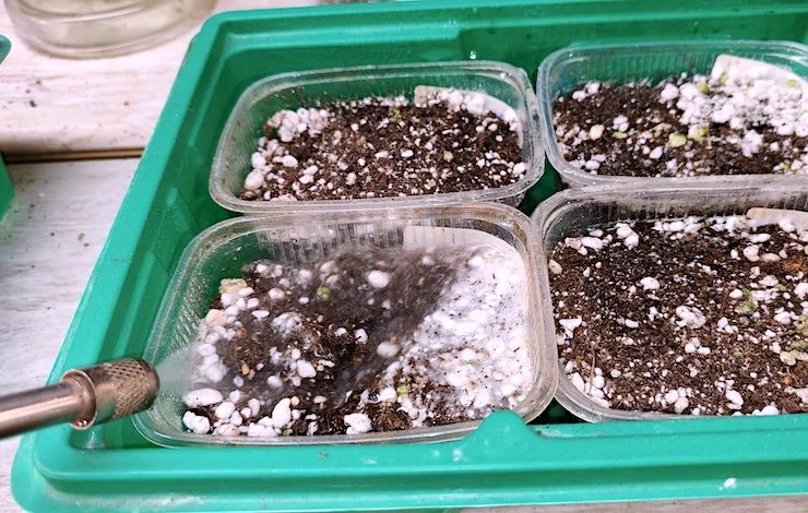 посев петунии в феврале