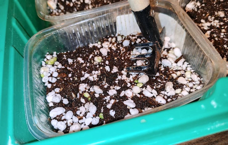 посев петунии в домашних условиях