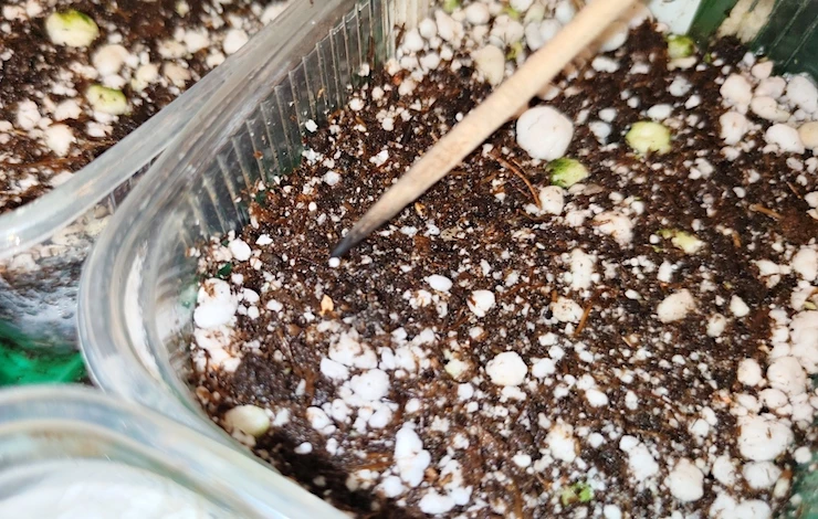 посев петунии на рассаду в домашних условиях