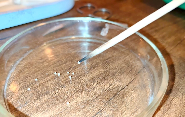 посев петунии семенами на рассаду