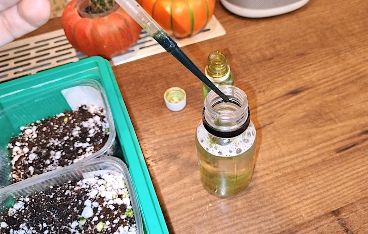 посев петунии на рассаду в январе 2025