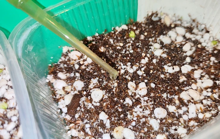 посев семян петунии на рассаду в домашних