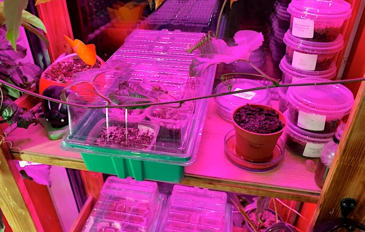 посев петунии в 2025 году