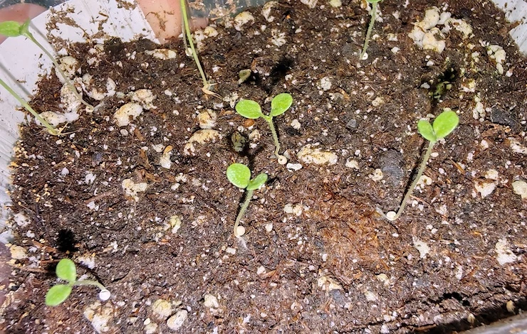 после посева петунии