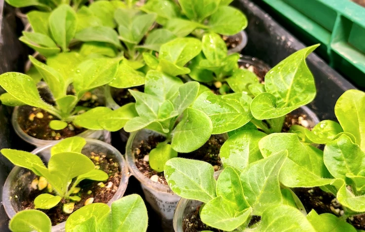 посев петуний в феврале 2025