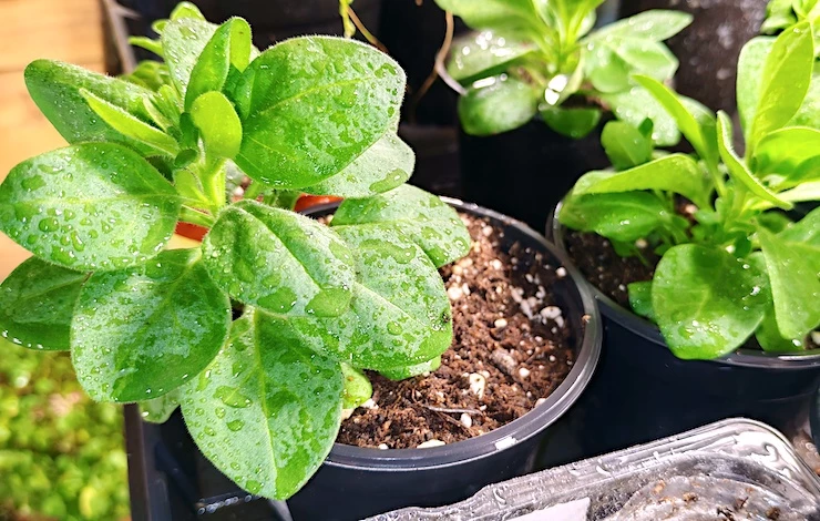 посев петунии на рассаду