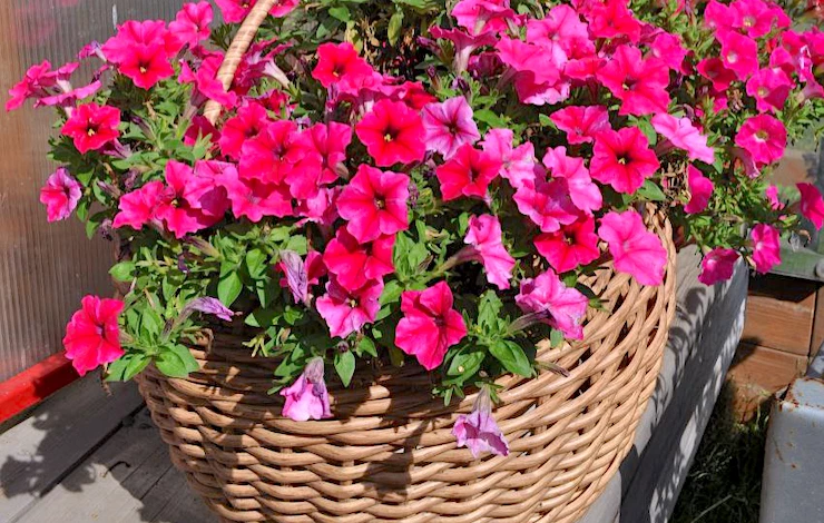 посев петунии в таблетки